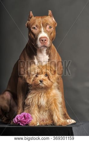 Pitbull Terrier And St. Petersburg Orchid On A Dark Background