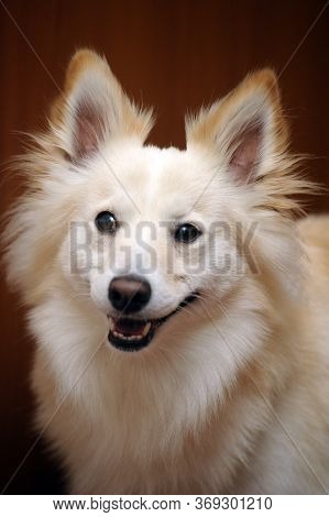Cute Light  Fluffy Dog Mongrel Close Up
