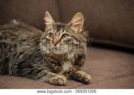 Brown Siberian Young Cat Lies On Chair