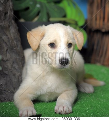 White Cute Little Labrabor Puppy With Hanging Ears