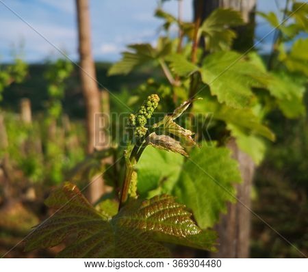 baby grape after spraying against fungal diseases