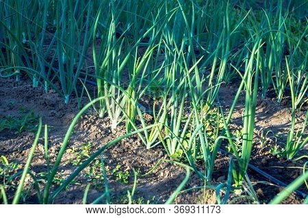 Drip Irrigation Pipe Next To The Harvest Of Spring Onions In The Garden.