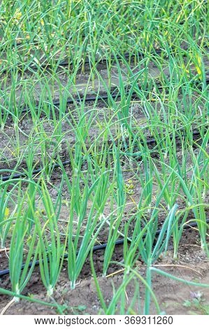 Drip Irrigation Pipe Next To The Harvest Of Spring Onions In The Garden.