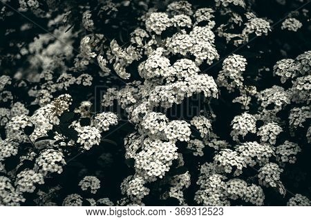 A Branch Of The Spirea. Blooming Spirea By White Small Flowers. Spirea Wallpaper.