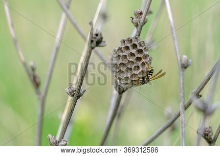 A Field Wasp Is Building A Hive In The Grass.