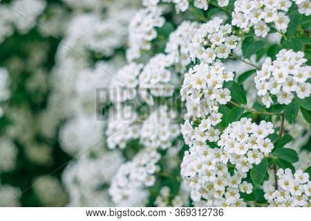 A Branch Of The Spirea. Blooming Spirea By White Small Flowers. Spirea Wallpaper