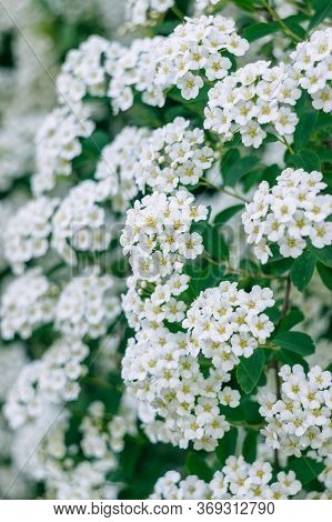 A Branch Of The Spirea. Blooming Spirea By White Small Flowers. Spirea Wallpaper