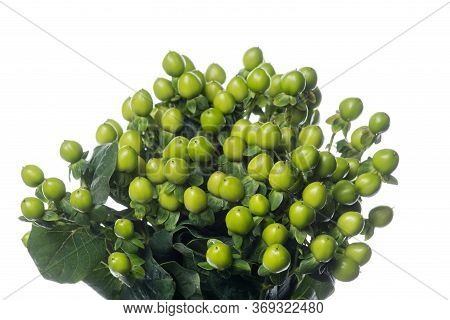 Hypericum Green. Close Up Beautiful Flower Isolated On White Studio Background. Design Elements For 