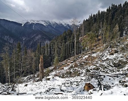 Broken Trees In The Forest After Storm.  Winter Landscape In The Mountains .