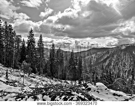 Broken Trees In The Forest After Storm.  Winter Landscape In The Mountains .
