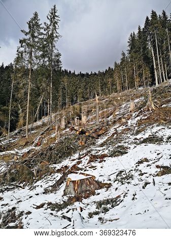 Broken Trees In The Forest After Storm.  Winter Landscape In The Mountains .