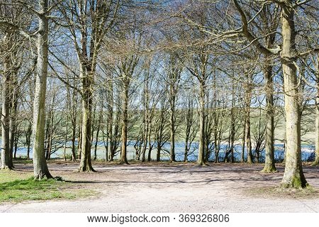 Friston Forest Near Seaford, East Sussex, England, View Of The Trees In Spring, River Cuckmere On Th