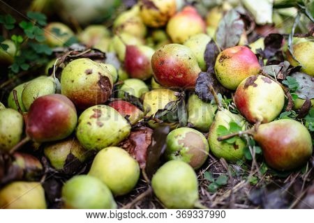 Rotten Pears On The Ground In Summer.