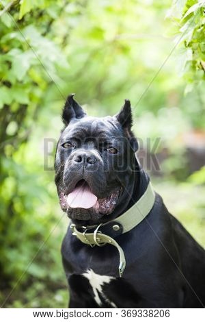 Portrait Of A Young Dog Of The Cane-corso Breed Against A Background Of Bright Green Foliage