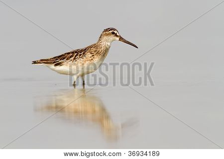 Broad-billed Sandpiper In acque poco profonde