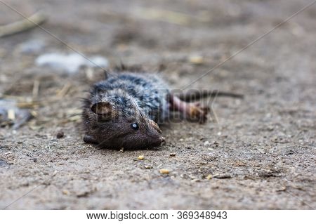The Dead Rat Lies On The Ground.