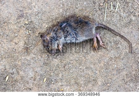 The Dead Rat Lies On The Ground.