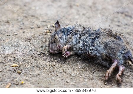 The Dead Rat Lies On The Ground.