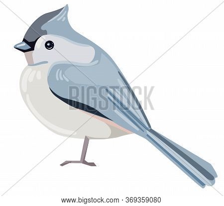 European Crested Tit Bird Vector Illustration. Beautiful Bird