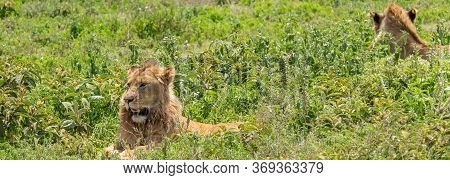 Two Beautiful Adult Male Lion Lying On Grass Field In Ngorongoro Consevation Area