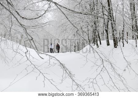 
NEBRODI PARK, SICILY, ITALY - GENUARY 26, 2019: couple of people walking on snow path of frozen forest in Nebrodi Mountains of Sicily tourism outdoor activity