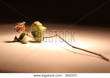 Fleurs séchées