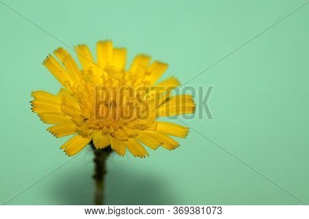 Isolated Image Of A Hieracium, Hawkweed Flower, That Is Photographed Against A Green Background