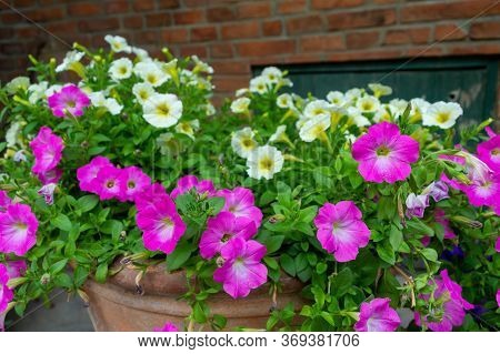 Pink And White Bushes The Flower Features A Spittoon, Pink And White. Images For Commercial User.