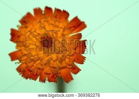 Isolated Image Of A Hieracium, Hawkweed Flower, That Is Photographed Against A Green Background