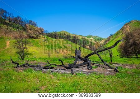 Left Over Of A Burnt Tree In Malibu Creek State Park After The Woolsey Fire Of 2018 In The Santa Mon