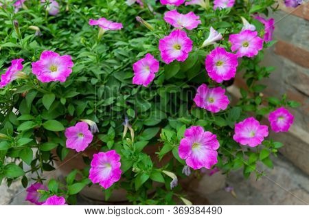 Pink And White Bushes The Flower Features A Spittoon, Pink And White. Images For Commercial User.