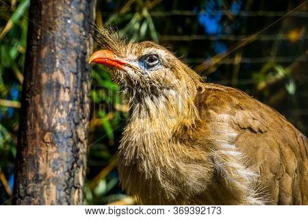 Closeup Portrait Of A Crested Cariama, Beautiful Tropical Bird Specie From The Amazon Of Brazil