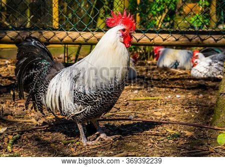 Closeup Portrait Of A Black And White Brakel Chicken, Popular Breed From Belgium