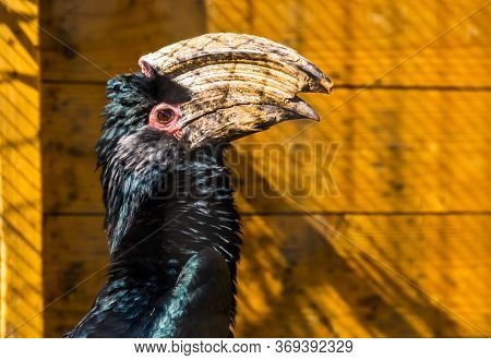 Closeup Portrait Of A Trumpeter Hornbill Bird, Tropical Animal Specie From Africa