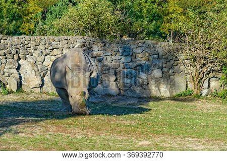 Square-lipped Rhinoceros (ceratotherium Simum) Eats Green Grass