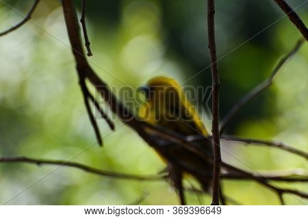 Defocused Forest With Southern Masked Weaver (ploceus Velatus), Pretoria, South Africa