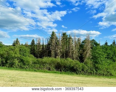 Fir Trees Killed By Summer Drought And Bark Beetle Infestation In North Of Luxembourg, Eislek And Ar