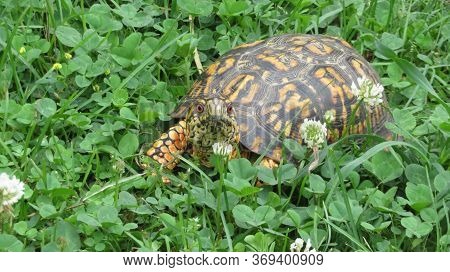 The Eastern Box Turtle, A Vulnerable Land Turtle, Is Native To The Eastern Part Of The U.s. This One