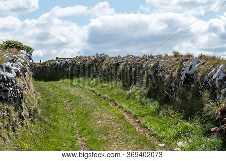 View Of Grass Growing Out Of A Drystone Wall