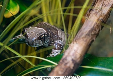 Mission Golden Eyed Tree Frog (trachycephalus Resinifictrix)