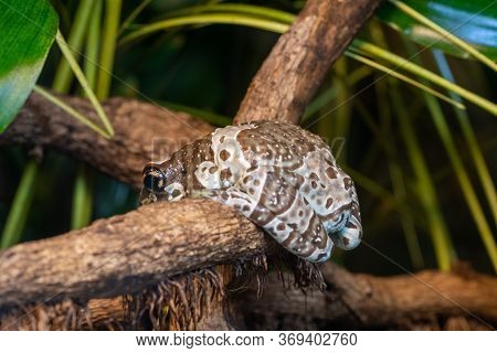 Mission Golden Eyed Tree Frog (trachycephalus Resinifictrix)