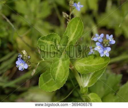 Brooklime Flowers - Veronica Beccabunga
Small Wetland Speedwell
