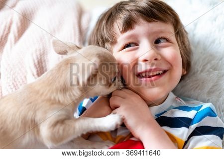 Chihuahua Dog Licks Little Laughing Childs Face On Couch With Blanket. Portrait Of A Happy Caucasian