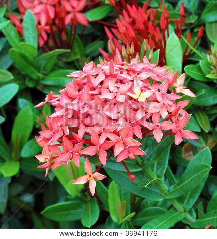 Dschungel Geranium (Ixora Coccinea). rote Farbe