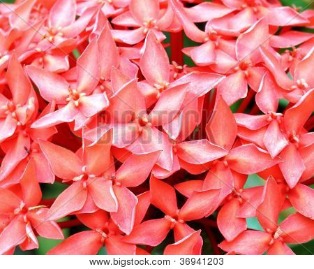 Dschungel Geranium (Ixora Coccinea). rote Farbe