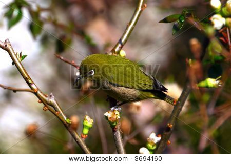 Japanese White-Eye Zosterops Japonicus