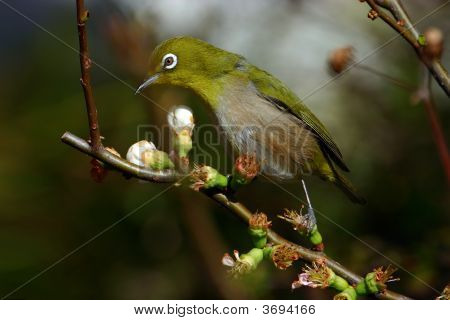 Japanese White-Eye Zosterops Japonicus