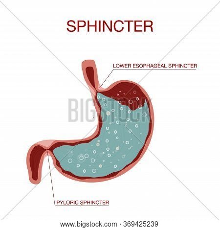 View Of Pyloric Sphincter.stomach With Oesophagus And Duodenum