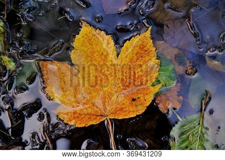 Autumn Time. Autumn Leaf On The Surface Of The Water. Yellow Autumn Maple Large Leaf In A Puddle Wit