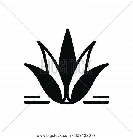 Black Solid Icon For Agave Plant Alovera Nature Cactus Herbal